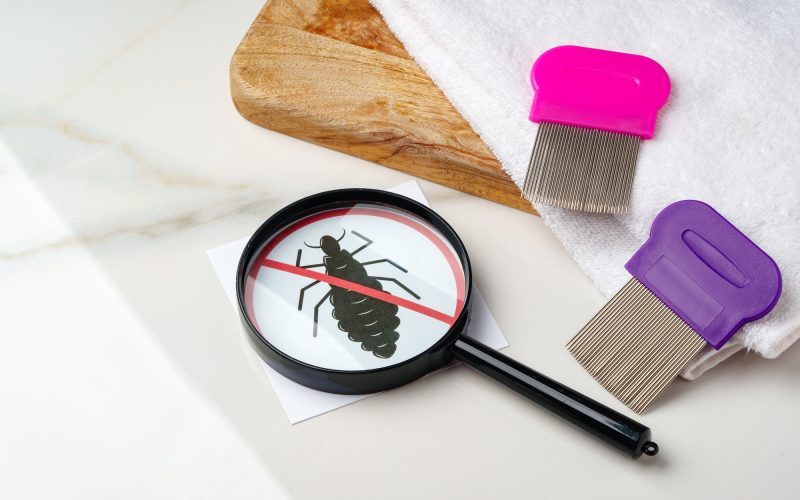 Anti lice combs and towel on white background